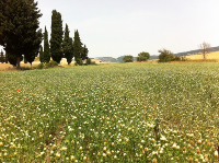 TRIFOLIUM